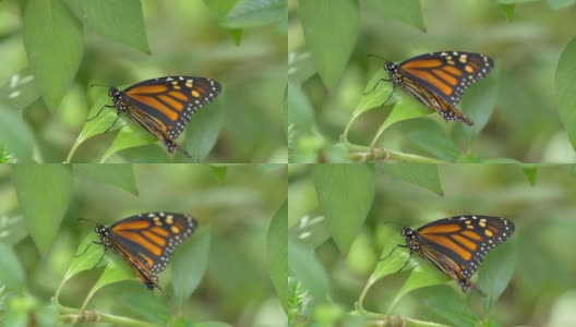 叶子上的蝴蝶，4k慢镜头，60fps高清在线视频素材下载