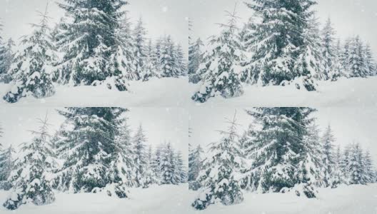 树枝上美丽的蓬松的雪。雪花从云杉树枝上美丽地飘落下来。冬天的童话，树在雪中囚禁。冬天下雪的录像高清在线视频素材下载