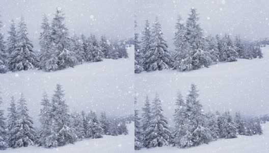 树枝上美丽的蓬松的雪。雪花从云杉树枝上美丽地飘落下来。冬天的童话，树在雪中囚禁。冬天下雪的录像高清在线视频素材下载