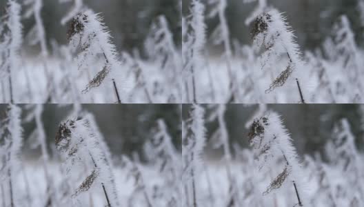 冬天森林里的高草上结了霜高清在线视频素材下载