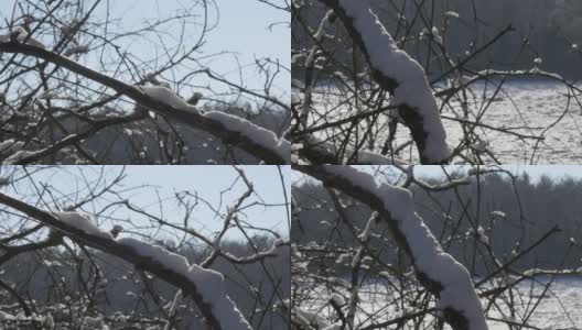 在一个美丽的冬日里，被皑皑白雪覆盖的树枝。高清在线视频素材下载