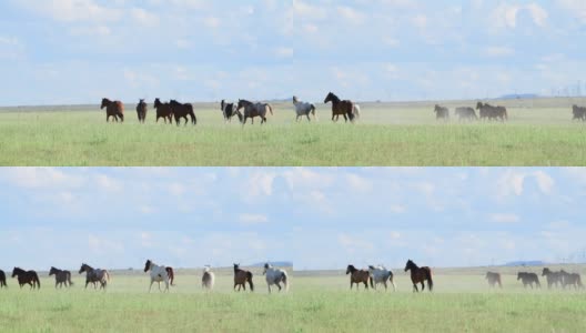 在犹他州春天的一天，马在野外奔跑的后视图高清在线视频素材下载