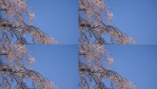 日本哭泣樱桃树。蓝天和樱花的视频。高清在线视频素材下载