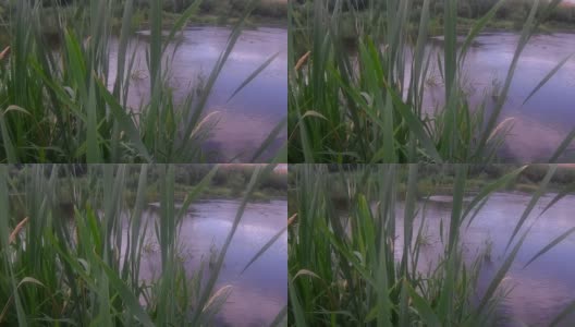 池塘边的芦苇草高清在线视频素材下载