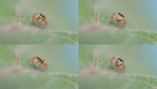 宏:一个可爱的小跳蜘蛛沿着树叶爬行的详细镜头。高清在线视频素材下载