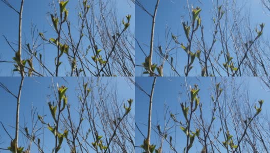 春天光秃秃的树与嫩叶在阳光明媚的蓝天背景。高清在线视频素材下载