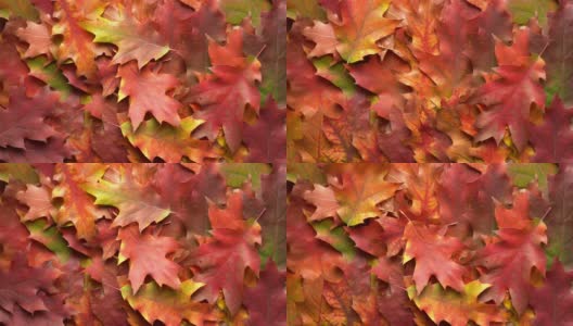 秋天色彩斑斓的树叶背景。落叶高清在线视频素材下载