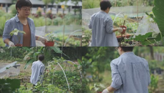 可持续的生活方式亚洲华人中年妇女携带2盆栽植物安排在后院蔬菜花园高清在线视频素材下载