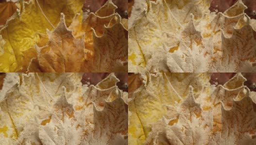 黄澄澄的枫叶上满是霜冻的秋霜，岁月流逝的霜冻生长在秋叶上高清在线视频素材下载