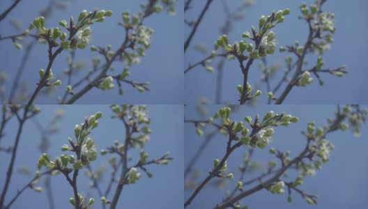 视频梅花开花和生长在一个蓝色的背景。盛开的小白花李。4K视频剪辑9:16比例。高清在线视频素材下载