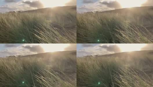 布列塔尼西海岸落日的背光中沙丘上的草高清在线视频素材下载