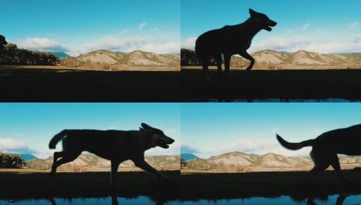 狼狗奔跑的慢镜头。高清在线视频素材下载