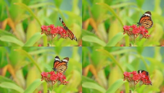 以花为食的帝王蝶高清在线视频素材下载