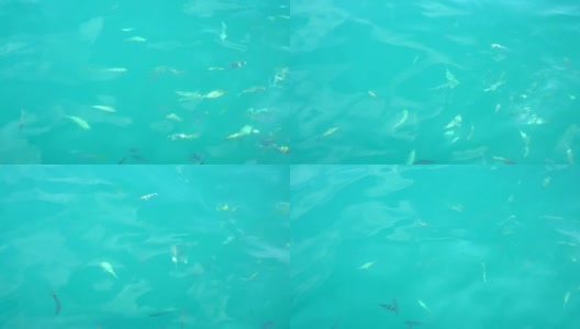 海里有许多美丽的鱼高清在线视频素材下载