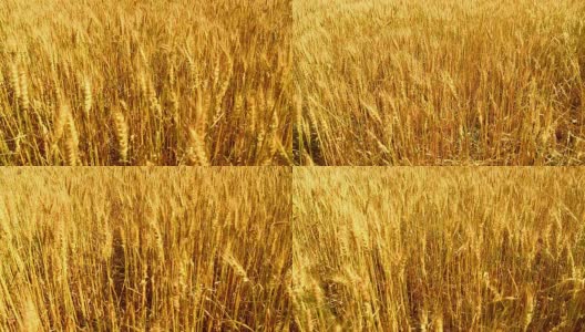 HD CRANE:黄金小麦高清在线视频素材下载