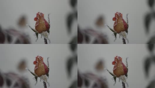 一朵玫瑰的图像，一朵花上的冰晶，色调，模糊。抽象背景，软焦点高清在线视频素材下载