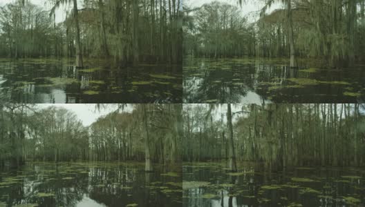 黑暗，浓密的柏树森林覆盖在西班牙苔藓与浮动的Salvinia在Atchafalaya河流域沼泽在路易斯安那州南部阴天下高清在线视频素材下载