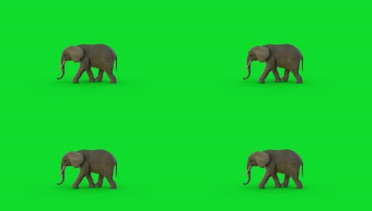 在绿色屏幕上的3D大象动画和超现实渲染高清在线视频素材下载