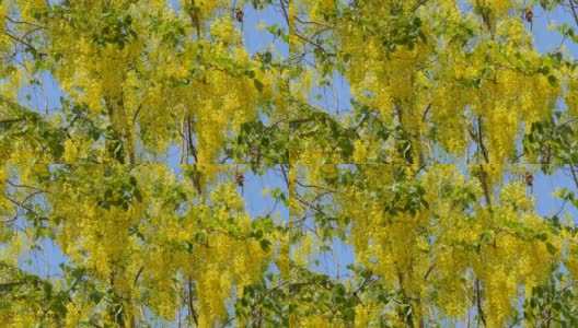 金雨树在夏天盛开。高清在线视频素材下载