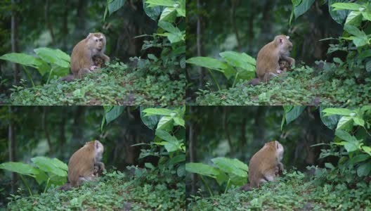 猴子生活在泰国普吉岛的一片天然森林里。高清在线视频素材下载