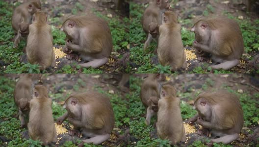 猴子生活在泰国普吉岛的一片天然森林里。高清在线视频素材下载