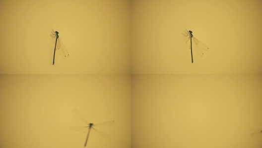 一只蜻蜓从黄墙上飞下来的超级慢动作镜头高清在线视频素材下载