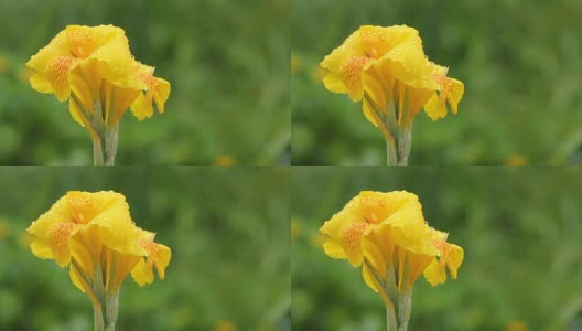 黄美人蕉花与雨的特写高清在线视频素材下载