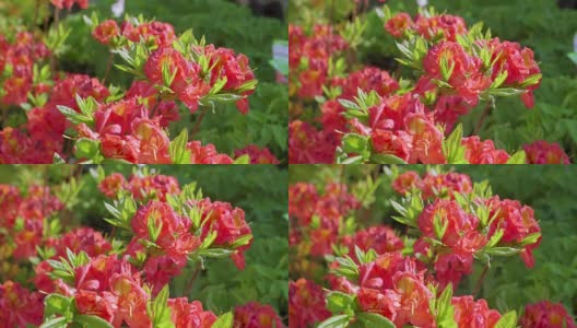 杜鹃属植物的红色鲜花高清在线视频素材下载