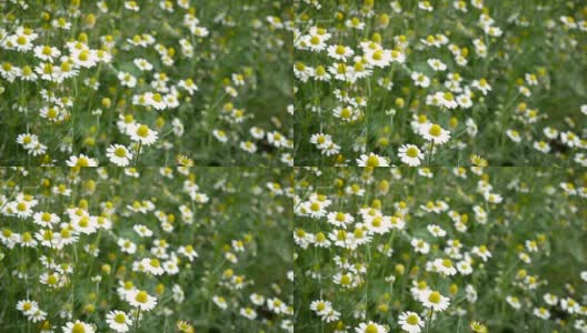 4K镜头的雏菊洋甘菊与风作为开花观赏植物的花园和草地景观，复古色调高清在线视频素材下载