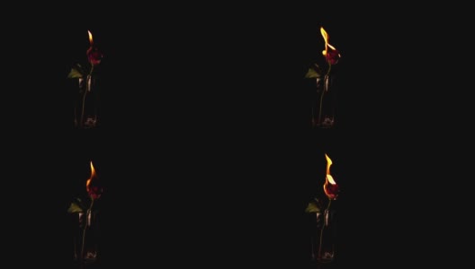 燃烧的玫瑰在黑色背景，慢镜头高清在线视频素材下载
