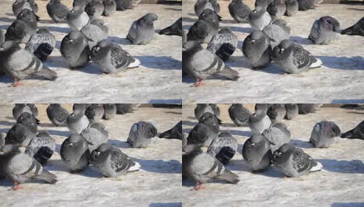 许多灰色的鸽子坐在地板上晒太阳高清在线视频素材下载