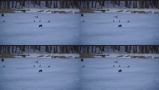 乌鸦。乌鸦在结冰的湖面上飞翔高清在线视频素材下载