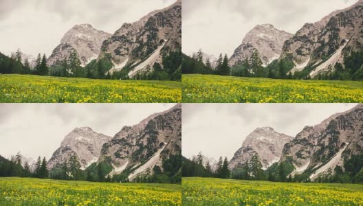 田野的雏菊和野花与岩石山的背景。高清在线视频素材下载
