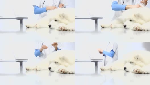 兽医用注射器给宠物狗注射疫苗高清在线视频素材下载