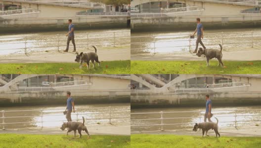 一个人在河边散步，他的狗在草坪上跑，河上的桥高清在线视频素材下载