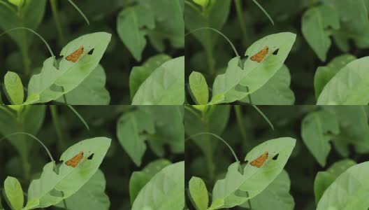 绿叶上的亚洲甲虫。高清在线视频素材下载