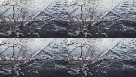 芬兰，当湖面开始结冰时，植物被冰覆盖高清在线视频素材下载