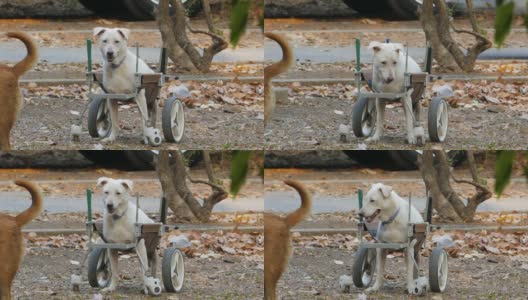 残疾狗在轮椅或推车在公园散步。高清在线视频素材下载