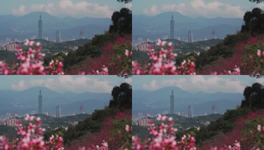 樱花盛开的台北春景，台湾高清在线视频素材下载