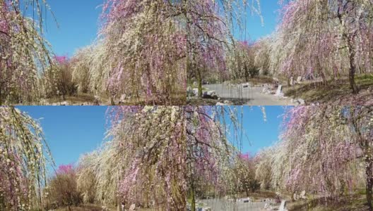 慢镜头穿过日本梅花树高清在线视频素材下载