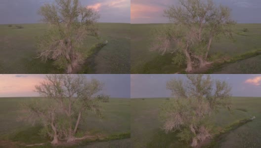 鸟瞰一棵孤独的树在绿色的草原季节性的小溪高清在线视频素材下载