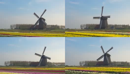 航拍:荷兰风车被五彩缤纷的郁金香田包围的风景。高清在线视频素材下载