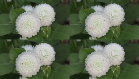 雪花红苋菜和小蚂蚁的特写高清在线视频素材下载