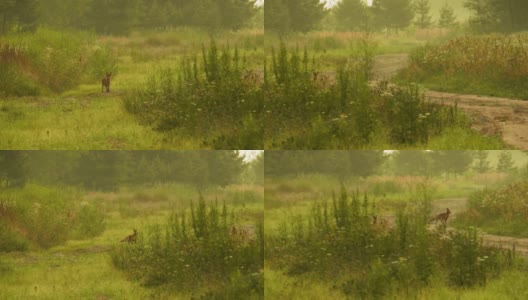 夏天的一天，小红狐在镜头里看了看，然后跑进了森林高清在线视频素材下载