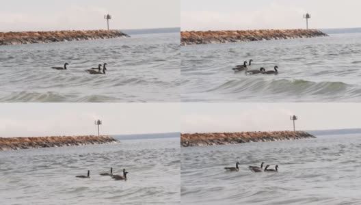 鹅在湖中游泳在4K高清在线视频素材下载
