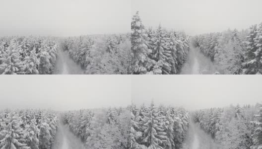 白雪覆盖的森林在下午与雾射在圣诞宝座上高清在线视频素材下载