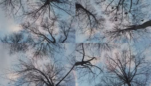 冬天，树木光秃秃的，天空湛蓝高清在线视频素材下载