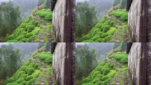 雨中婺源山的茶园，美丽的中国茶山景观，4k电影，慢镜头。高清在线视频素材下载