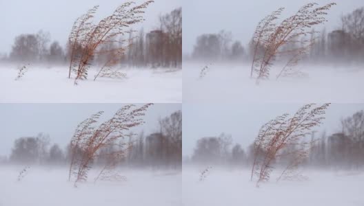 冬西伯利亚的山艾树在暴风雪和强暴风雪中生长高清在线视频素材下载