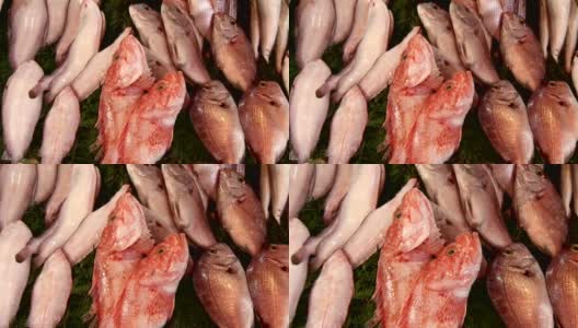 伊斯坦布尔市场上的几种鱼高清在线视频素材下载